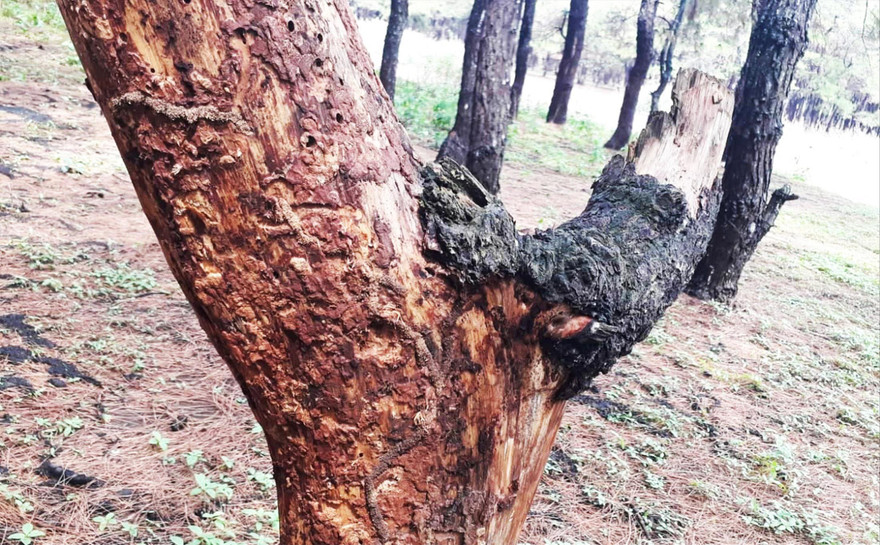 Gần 1.000 cây thông bị bức tử, lấy vỏ trồng lan