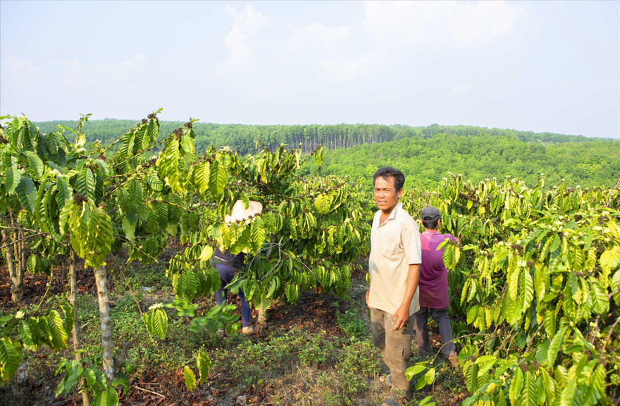 Ông Phú trên đám rẫy bị cấp bìa đỏ cho người khác
