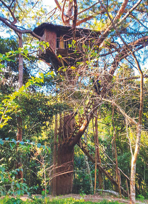 Nhà trên ngọn cây