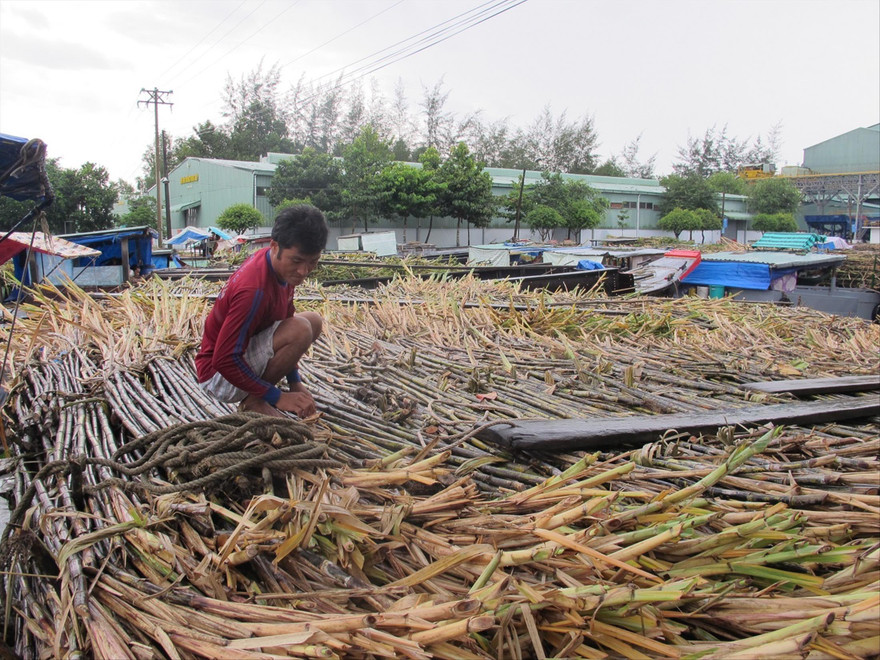 Ngành mía đường đang rơi vào tình cảnh rất khó khăn, nhiều nhà máy nguy cơ đóng cửa