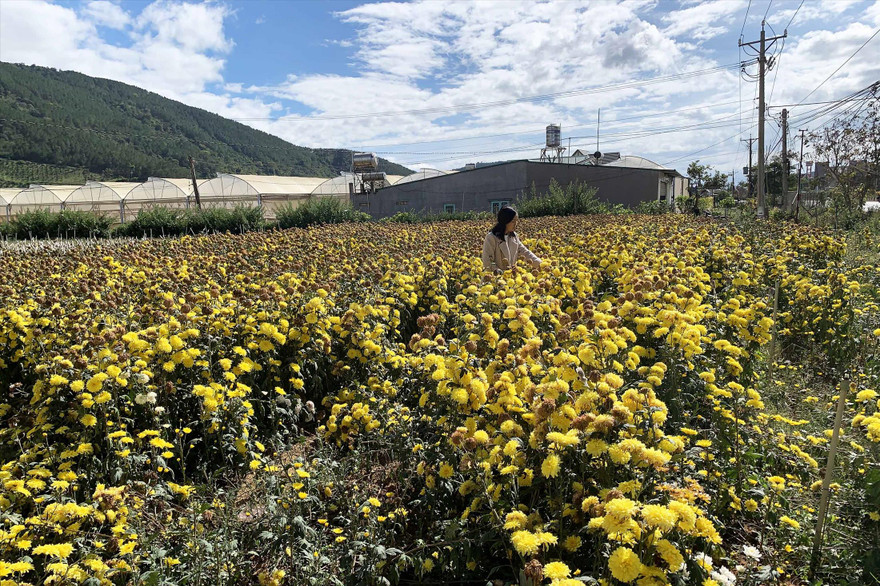 Hoa úa tàn tại vườn vì giá quá thấp