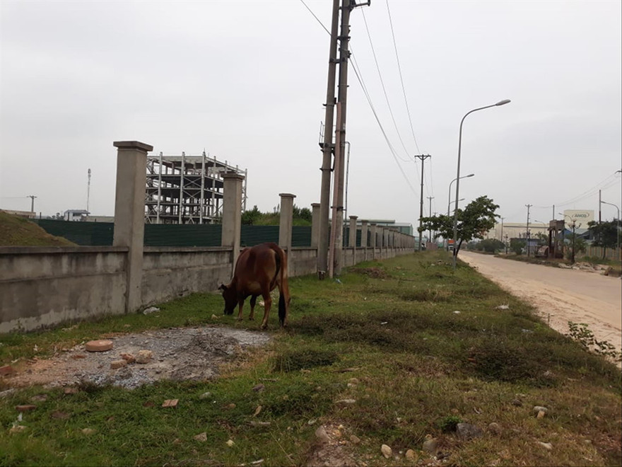 KCN Nam Phổ Yên (Thái Nguyên) thành nơi chăn thả trâu bò