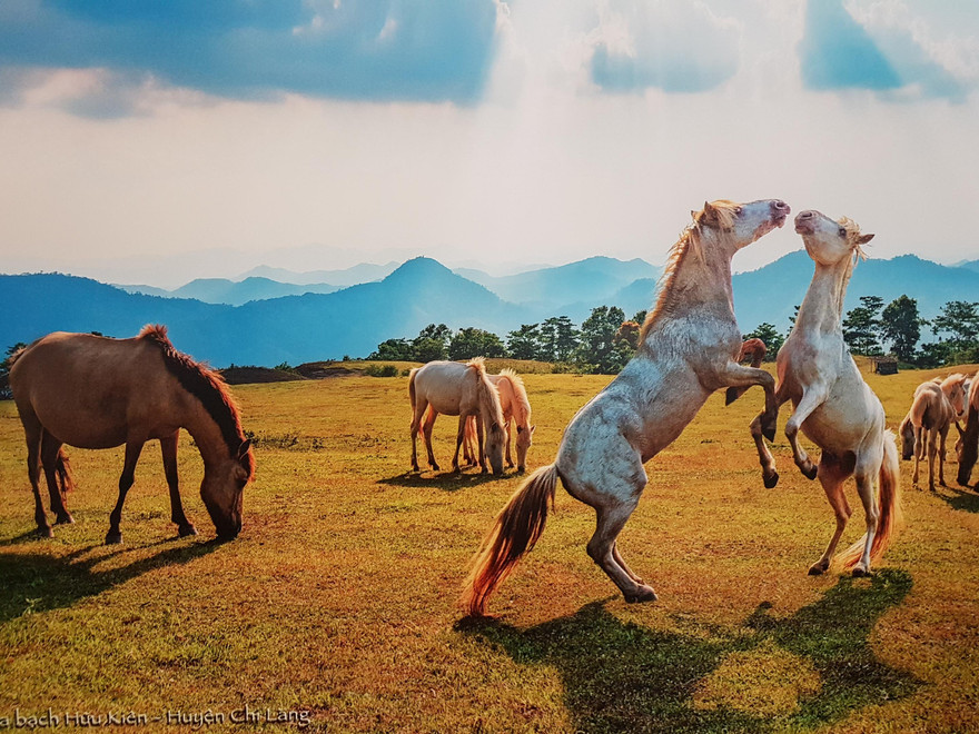 Ngựa bạch Khau Sao Ảnh: XUÂN BA 
