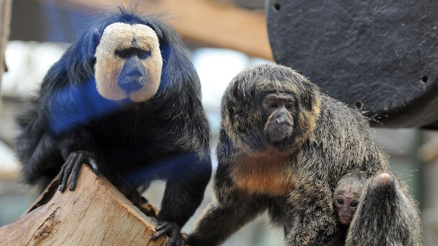 Thế giới muôn màu: Khỉ thích nghe âm thanh đường phố