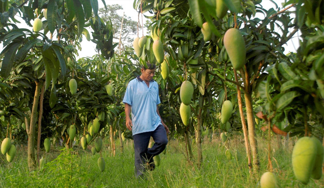 Người dân trồng xoài xuất khẩu ở xã Mỹ Hiệp, huyện Chợ Mới, tỉnh An Giang Ảnh: Cảnh Kỳ 