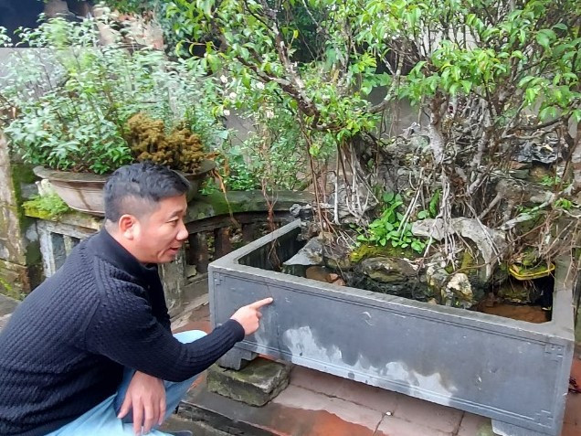 Cây sanh của nhà ông Nguyễn Khắc T. có thời điểm được trả 250 cây vàng. Ảnh: MĐ 