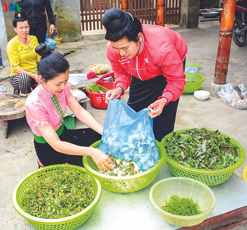 Phụ nữ người Thái hái hoa ban để trữ cho mùa sau