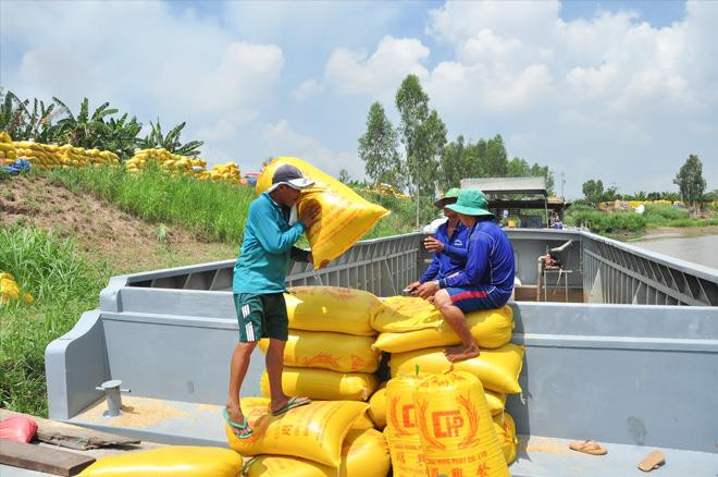 Nông dân vác lúa xuống ghe ẢNH: HÒA HỘI 
