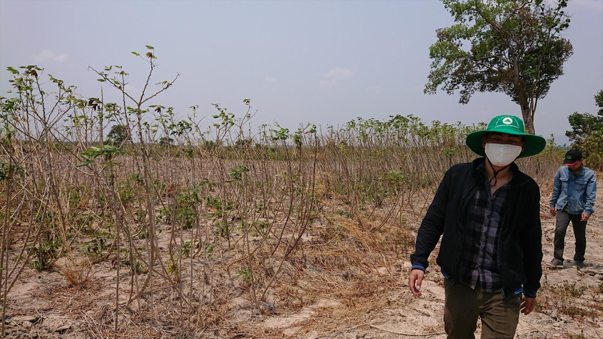 Rừng của Cty Chư Phả bị hủy hoại tan hoang chỉ còn là những bãi đất