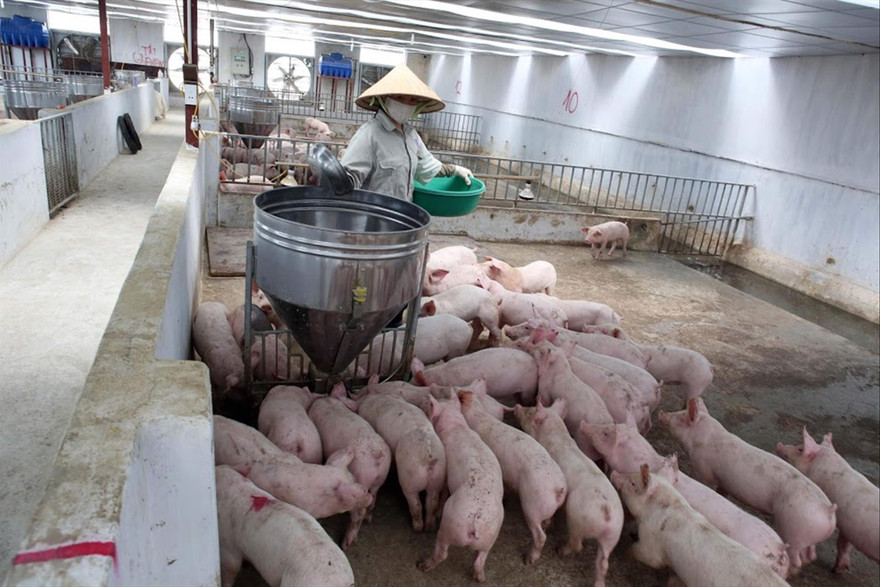 Nhiều trang trại lợn hàng trăm con đang đợi giá thịt lợn tăng cao hơn nữa mới bán Ảnh: Như Ý