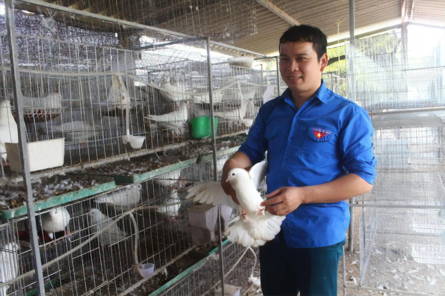 Anh Nguyễn Thế Dũng trong khu nuôi bồ câu Pháp mới triển khai