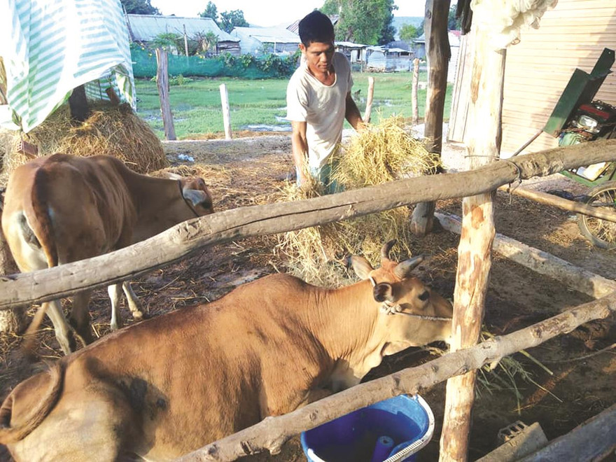 Anh Rmah Lam chăm sóc đôi bò mới mua