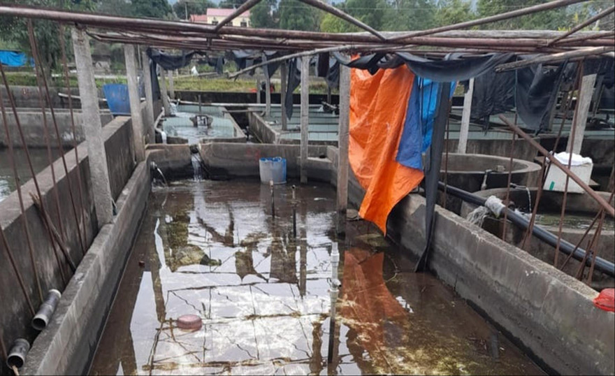 Những bể cá tầm phải bỏ hoang vì người nuôi thua lỗ
