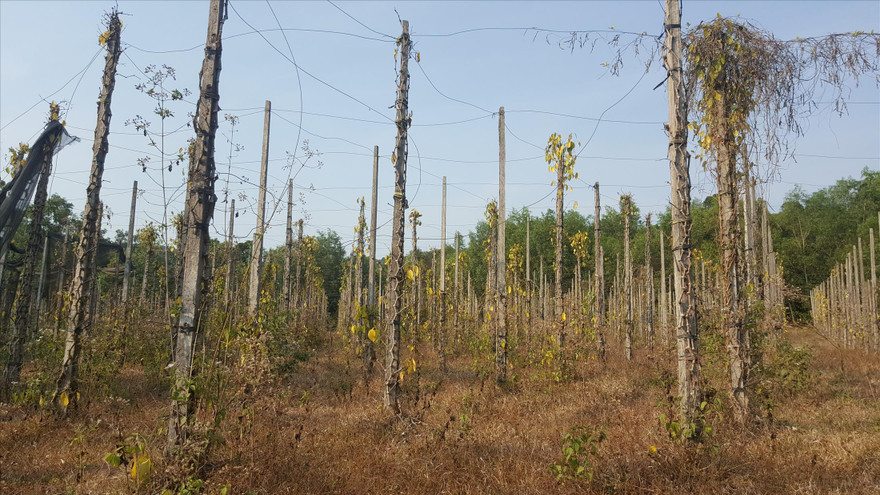 Một vườn tiêu đang “chết lâm sàng” tròng vùng dự án ở xã Cửa Cạn 