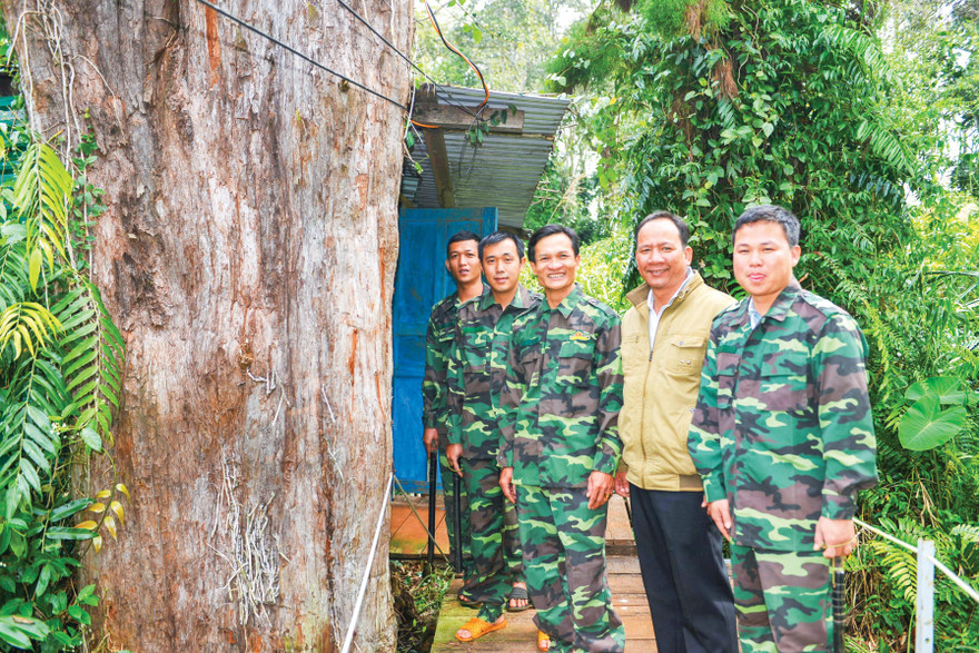 Cán bộ nhân viên BQL KBT với cây Thủy tùng 700 năm tuổi ở Ea Ran