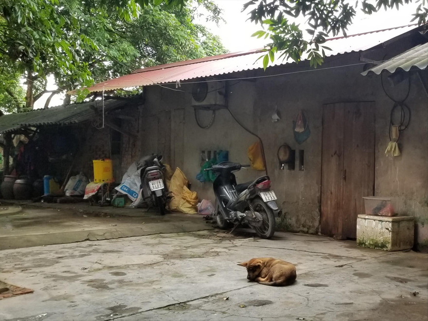 Căn nhà của cháu Nguyên thuê trọ, phía trước là một trong 7 con chó đã tấn công em