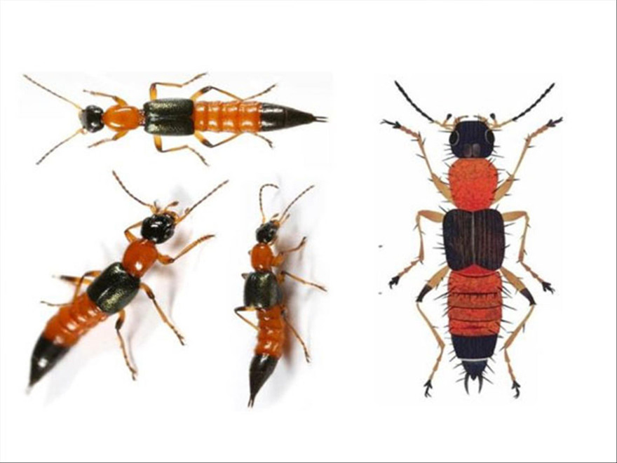 Kiến ba khoang thường xuất hiện tại nơi có ánh sáng như bàn học, bàn làm việc 