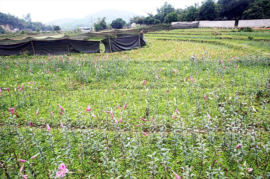 Người dân ồ ạt trồng hoa ly vào mốc giới đường cao tốc để trục lợi tiền đền bù