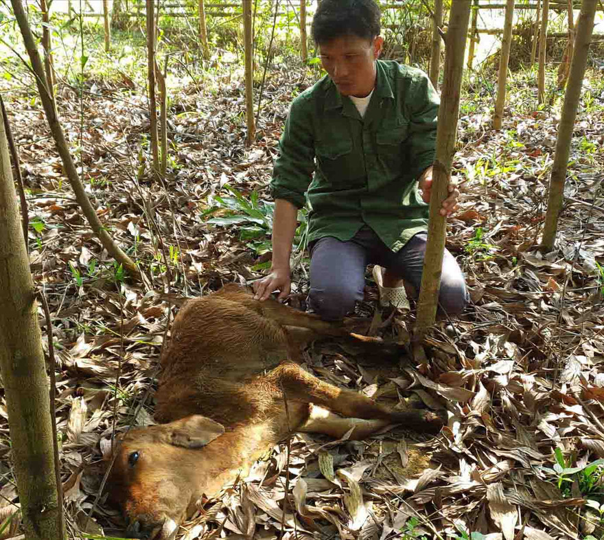 Ông Đinh Thanh Cường bên con bò giống vừa nhận về đã bị chết