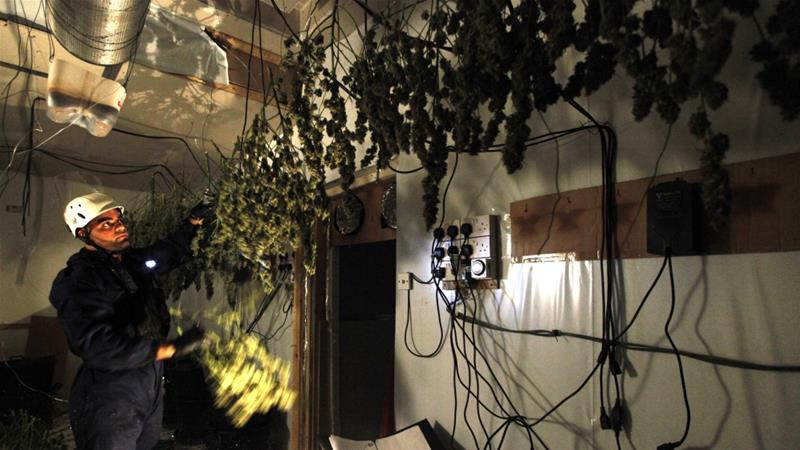 Cảnh sát Anh tịch thu những cây cần sa phơi khô trong một nhà máy ở Birmingham. Ảnh: Reuters