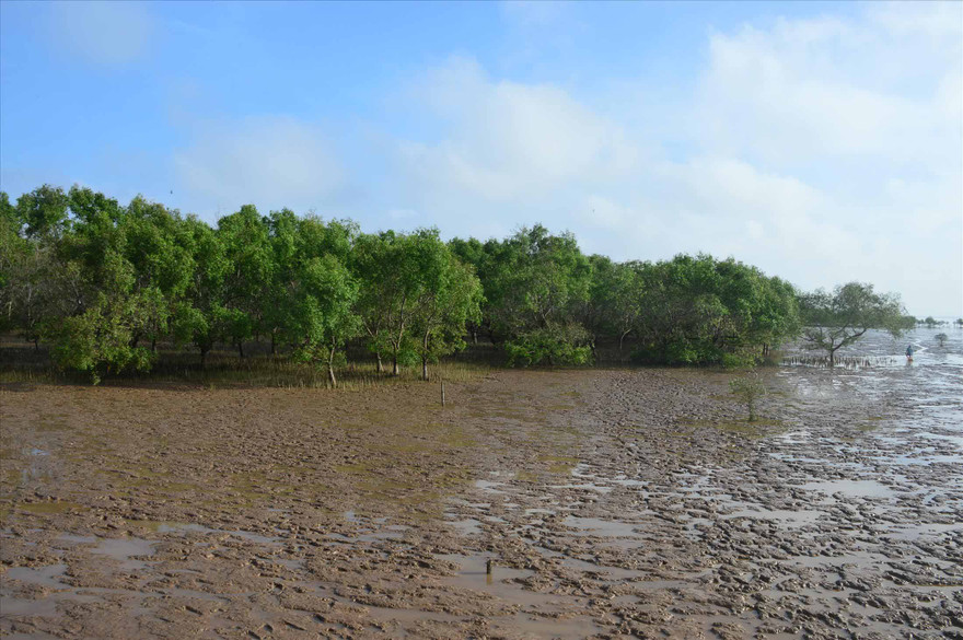 Rừng biển Sóc Trăng 
