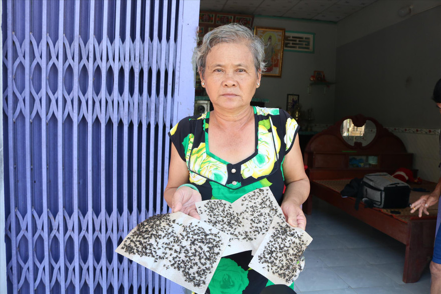 Những miếng dính đầy ruồi. Ảnh: Kim Hà