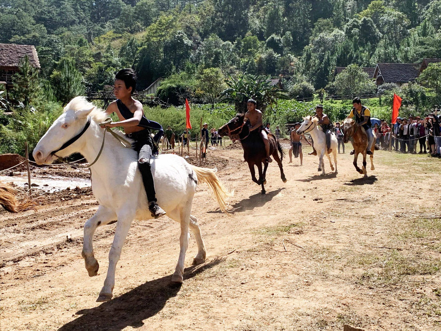 Ngựa không yên tung vó trên cao nguyên 