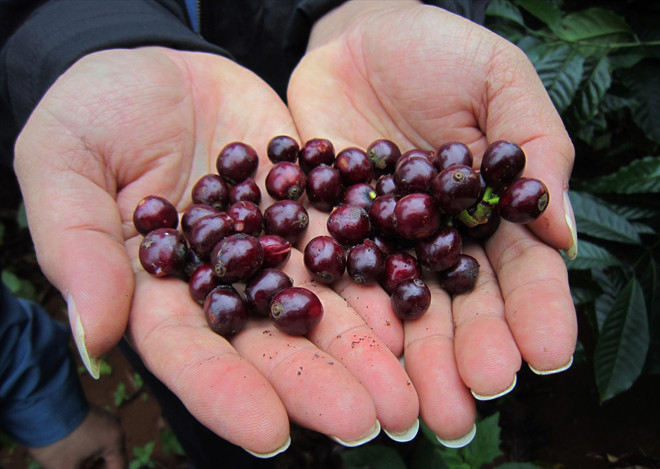Cà phê chín mọng nhưng vẫn đắng với nông dân 