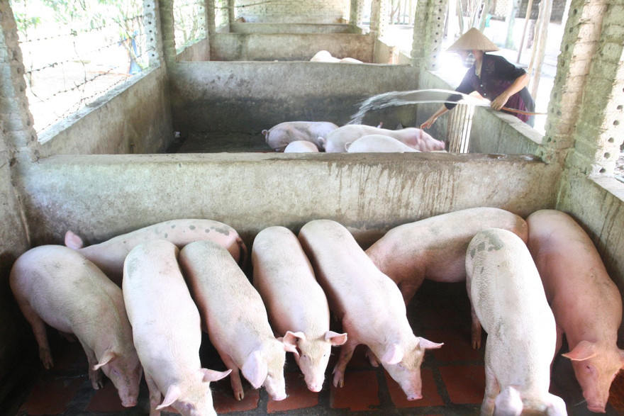 Thủ tướng yêu cầu xử lý những trường hợp cố tình găm hàng, thổi giá thịt lợn. Ảnh: Hồng Vĩnh