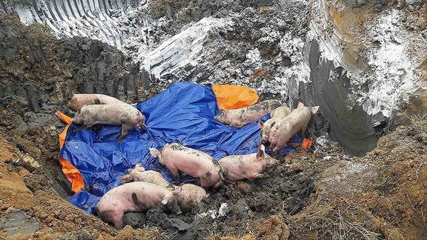 Tiêu hủy lợn bệnh