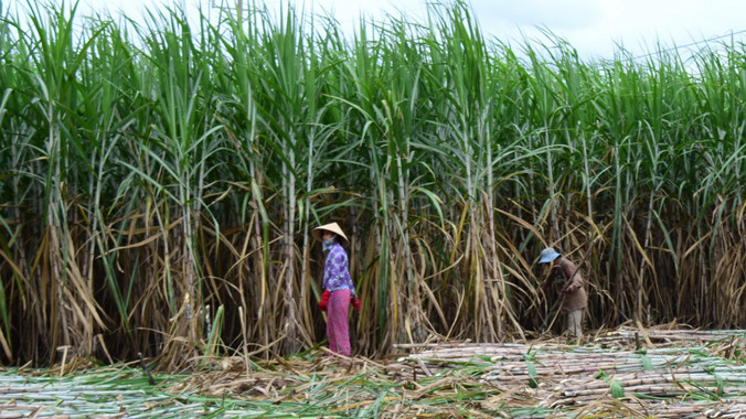 Thu hoạch mía trên Cù Lao Dung. Ảnh: Xuân Lương.