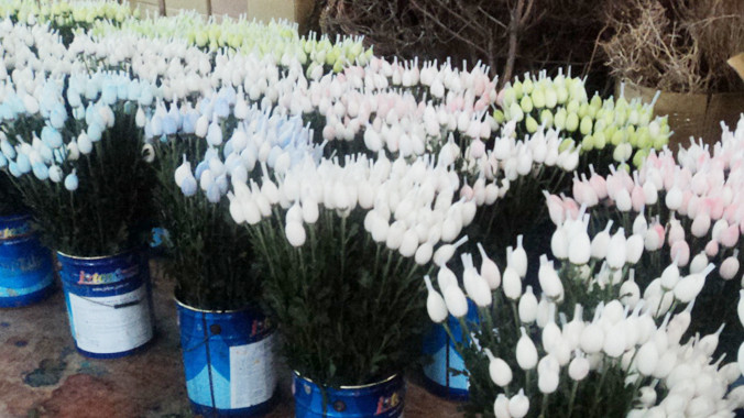 Hoa trồng từ giống có bản quyền. Ảnh: Ngọc Huyền.