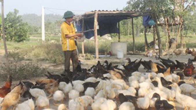 Anh Mai Văn Đức bên đàn gia cầm.