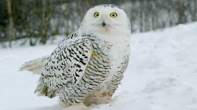 Dùng cú chuyển sách