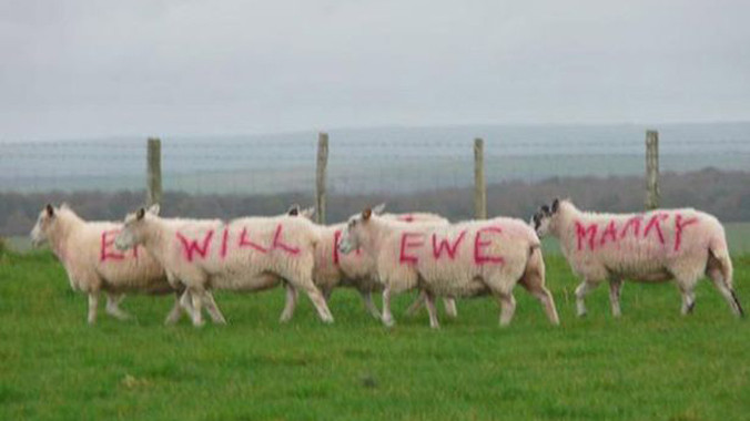 Cầu hôn bằng… cừu