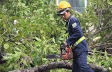 Chặt, di dời thêm 35 cây trên đường Cầu Giấy