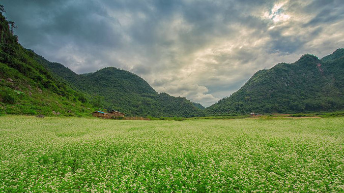 Mênh mang thung lũng hoa Tam giác mạch ở xứ Lạng. Ảnh: Thuận Bùi.