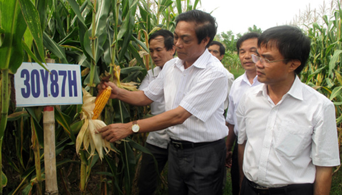 Trồng khảo nghiệm ngô biến đổi gene tại Việt Nam.