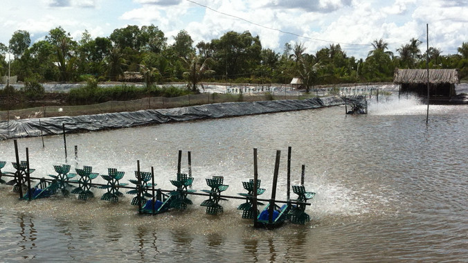 Ao nuôi tôm công nghệ sinh học hài hòa với thiên nhiên.