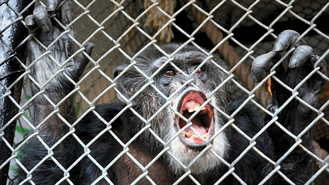 Tinh tinh không có quyền như người