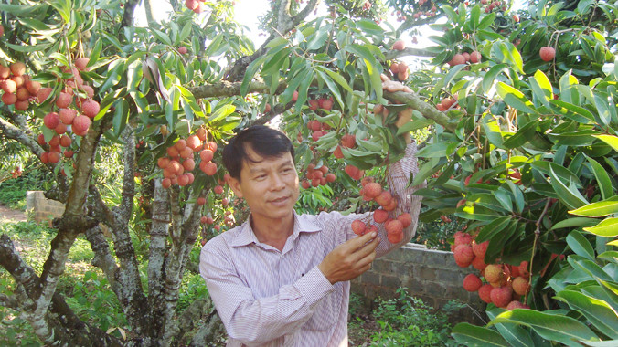 Những chùm vải thiều độc đáo trên thân cây nhà anh Trần Văn Hành.
