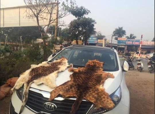 Lực lượng 141 thu giữ tang vật 2 bộ da hổ