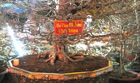 Chậu mai vàng giá 450 triệu đồng