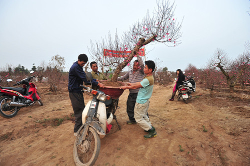 Nhiều chủ doanh nghiệp phải đích thân đi mời khách mua đào, quất hoặc các đặc sản Tết. Ảnh: Josephine Hương Giang