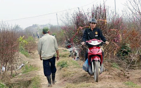 Để có tiền chi tiêu Tết, dân bất động sản đi làm xe ôm chở đào quất thuê.