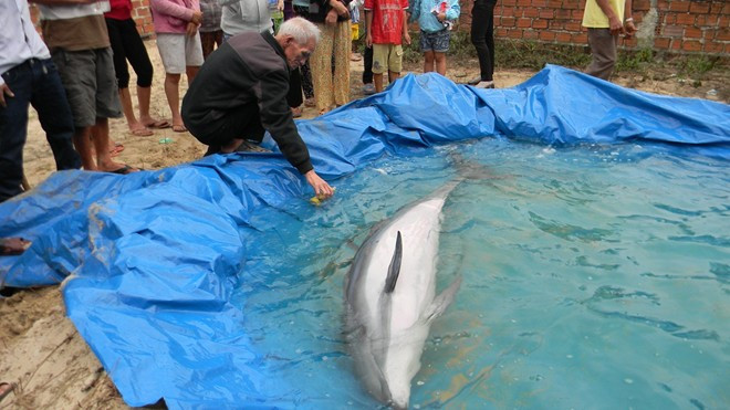 Người dân chăm sóc cá heo.