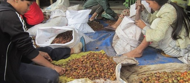 Một cơ sở thu gom hạt mây để bán cho Trung Quốc tại huyện Phước Sơn.