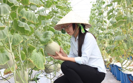 Dưa lưới cho hiệu quả kinh tế rất cao.