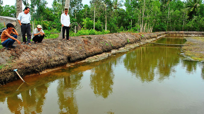 Người nuôi tôm Cà Mau treo ao. Ảnh: Nguyễn Tiến Hưng.