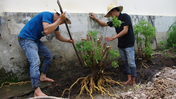Thương lái đào đinh lăng.